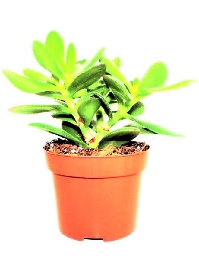 Crassula Green 20-23cm - v1622349706/N47721939A_3