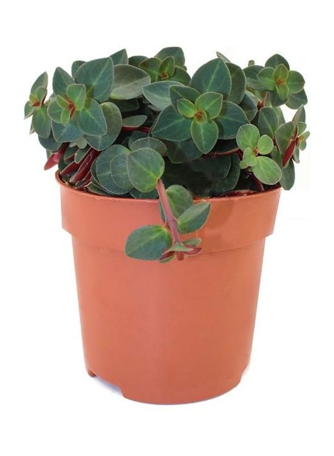 Peperomia Verticillata Plant with Pot Multicolour - v1623129517/N48028314A_1