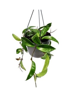 Hoya Carnosa Hanging Live Plants Green - v1623865850/N48337023A_1