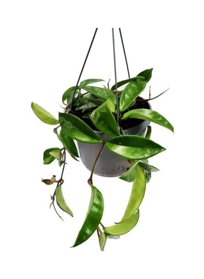 Hoya Carnosa Hanging Live Plants Green - v1623865850/N48337023A_2