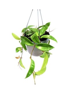 Hoya Carnosa Hanging Live Plants Green - v1623865850/N48337023A_3