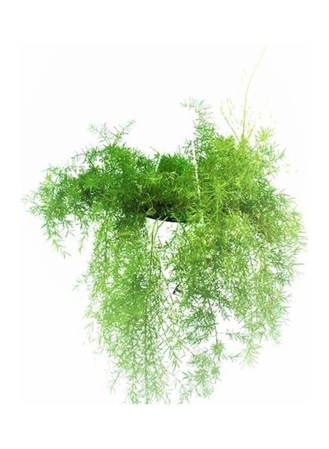Asparagus Hanging Plant Green
