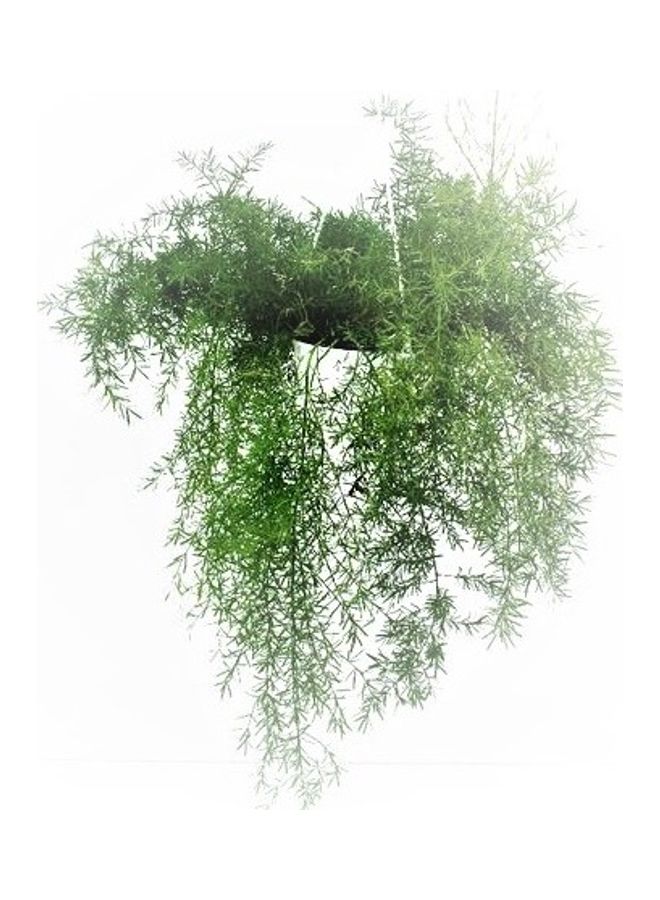 Asparagus Hanging Plant Green