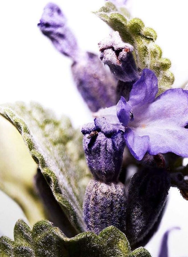 دافيدوف كول ووتر EDT للرجال 200ملليلتر - Image 5