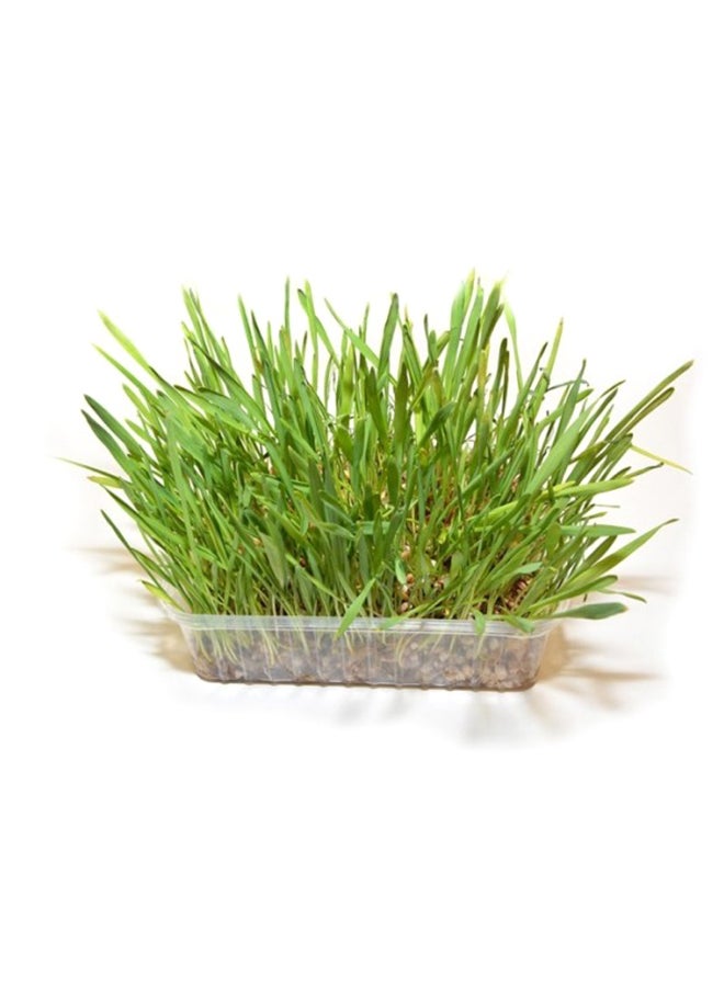 Duvo Cat Grass Helps Cat’S Digestive System And Easy To Use 100grams