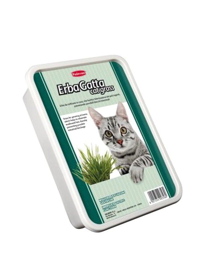 عشب لنموه في المنزل متعدد الألوان