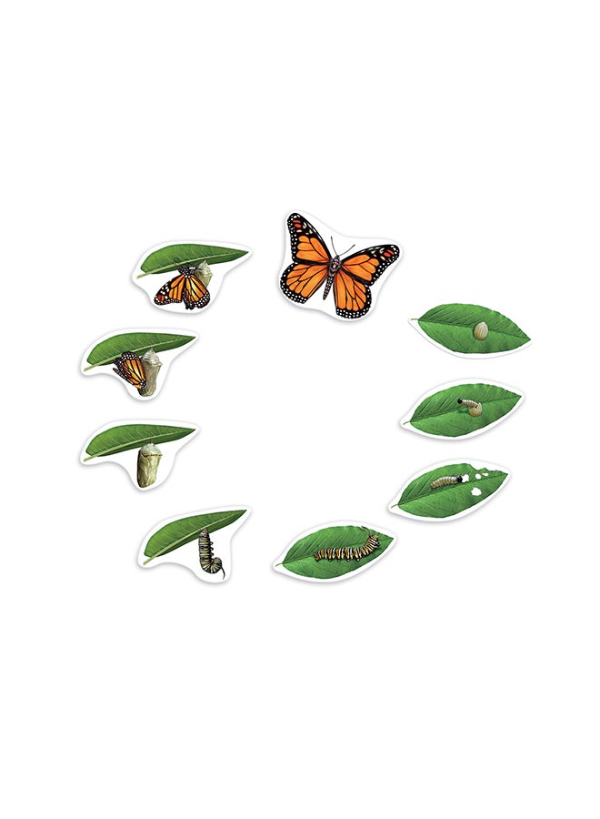 Learning Resources Giant Magnetic Butterfly Life Cycle (9-Piece Set, Whiteboard Ready, Ages 5+) - Image 1