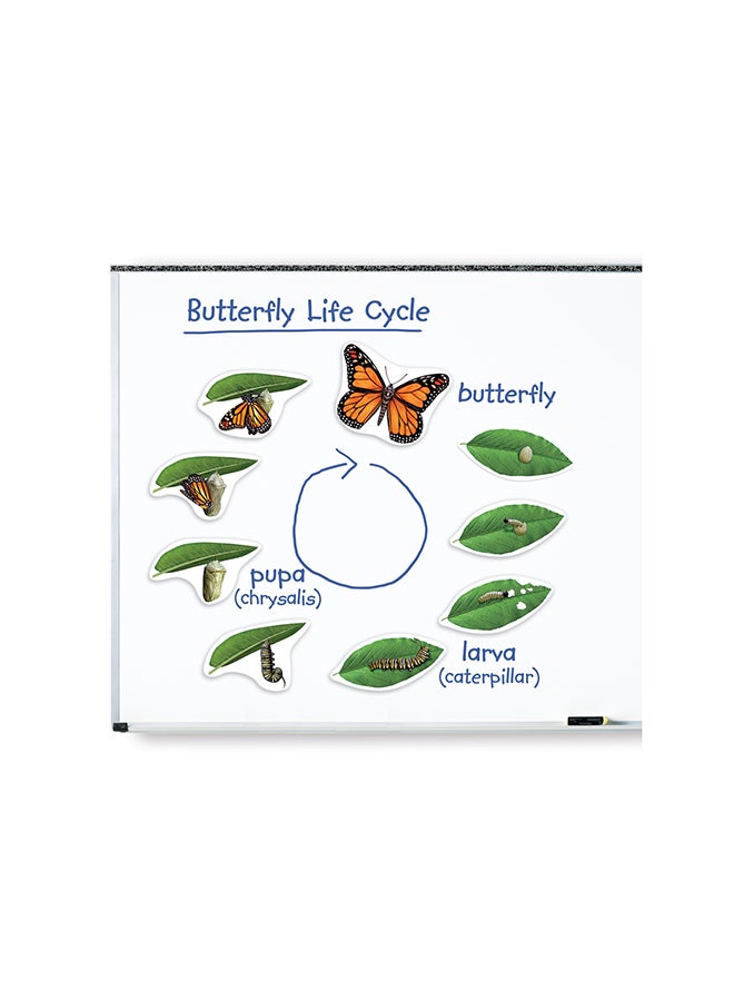 Learning Resources Giant Magnetic Butterfly Life Cycle (9-Piece Set, Whiteboard Ready, Ages 5+) - Image 2