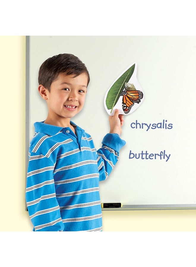 Learning Resources Giant Magnetic Butterfly Life Cycle (9-Piece Set, Whiteboard Ready, Ages 5+) - Image 5