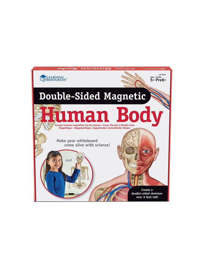 Learning Resources Double-Sided Magnetic Human Body  - Image 1