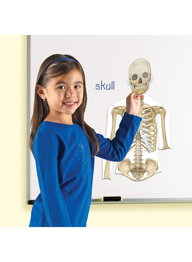 Learning Resources Double-Sided Magnetic Human Body  - Image 5