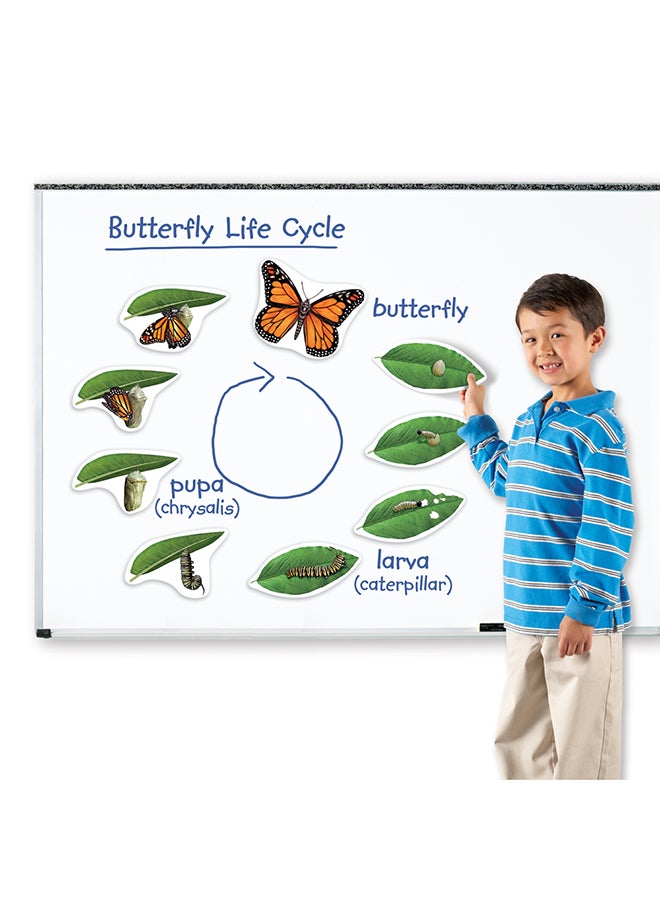 Learning Resources Giant Magnetic Butterfly Life Cycle (9-Piece Set, Whiteboard Ready, Ages 5+) - Image 4