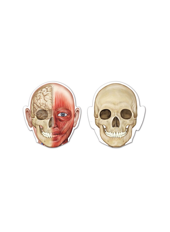 Learning Resources Double-Sided Magnetic Human Body  - Image 2