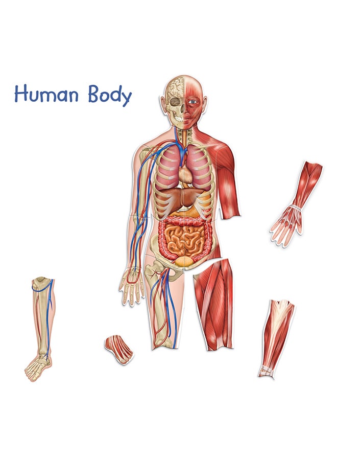 Learning Resources Double-Sided Magnetic Human Body  - Image 3