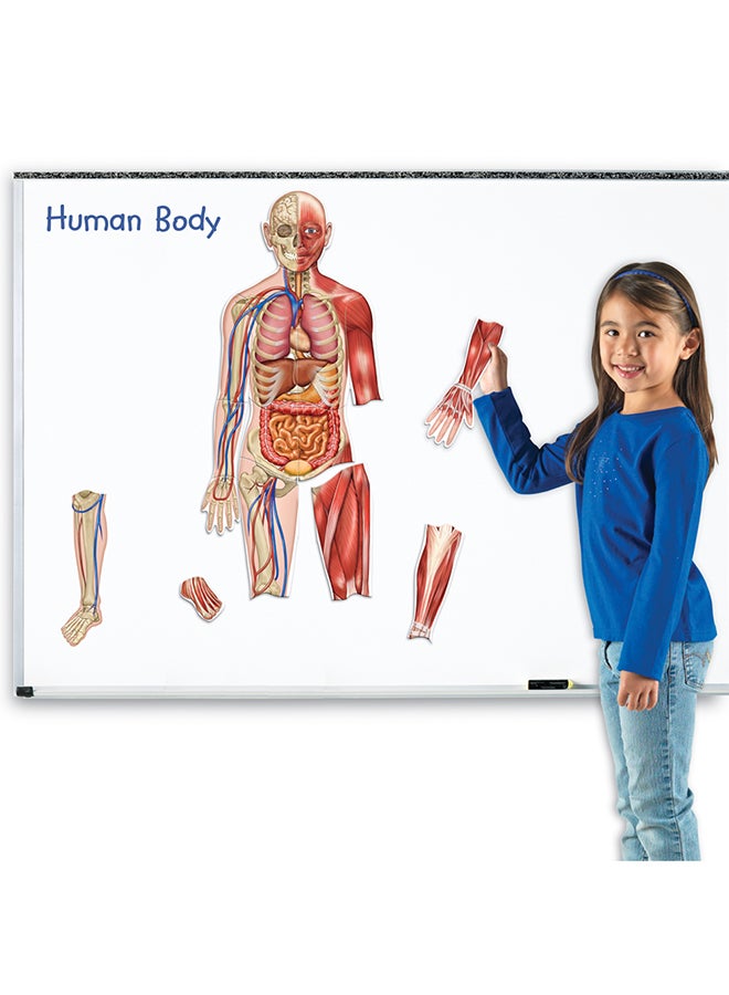Learning Resources Double-Sided Magnetic Human Body  - Image 4