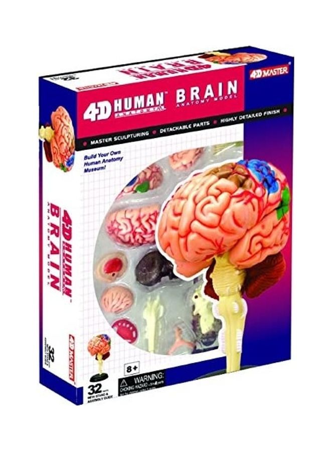 4D Master Human Brain Anatomy Model 