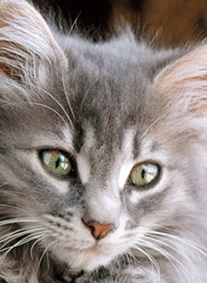 Clementoni 500-Piece Cute Kittens Jigsaw Puzzle - Image 3