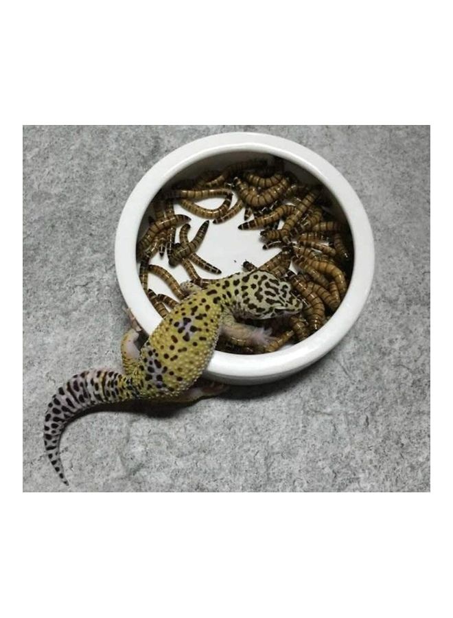 طبق دودة مضاد للرّواسب من السّيراميك الناعم أبيض 13سم - Image 4