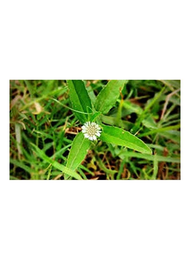 ETHERIC Bhringraj Powder For Hair Growth And Treatment Multicolour 150grams - Image 3