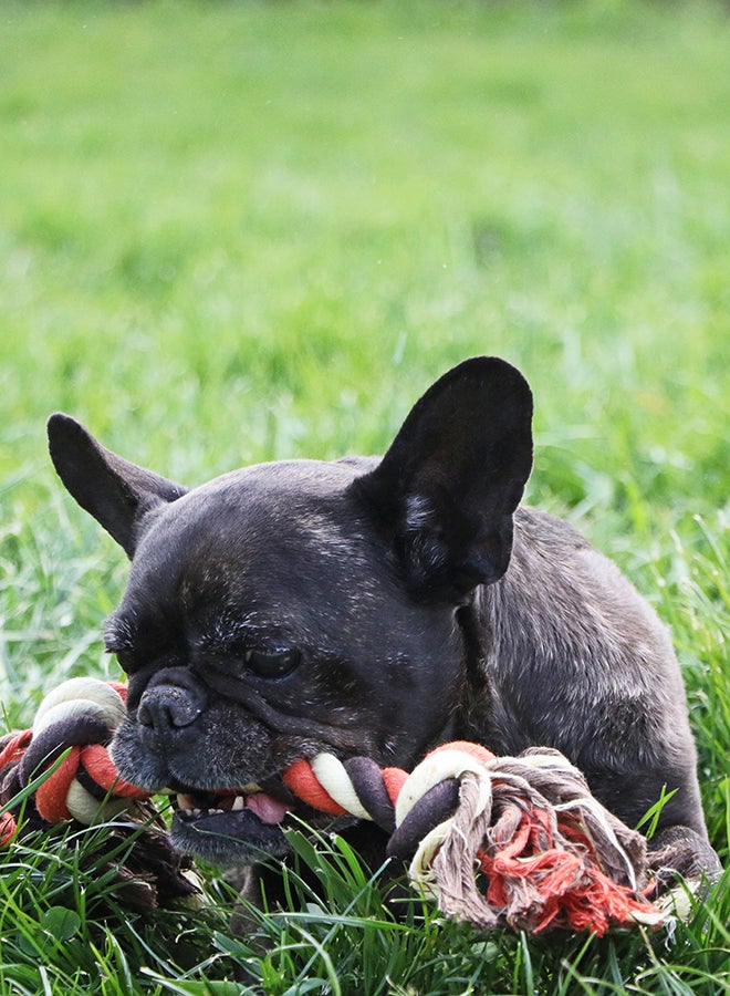 لعبةُ حبل من القطن للحيوانات الأليفة متعدّد الألوان 130جرام - Image 4