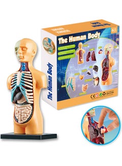 Human Body Model Organs Simple Assembly Learning Tool Kit Multicolour