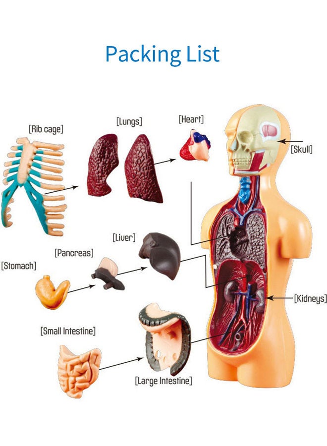 Generic - Human Body Model Organs Simple Assembly Learning Tool Kit Multicolour - Image 1