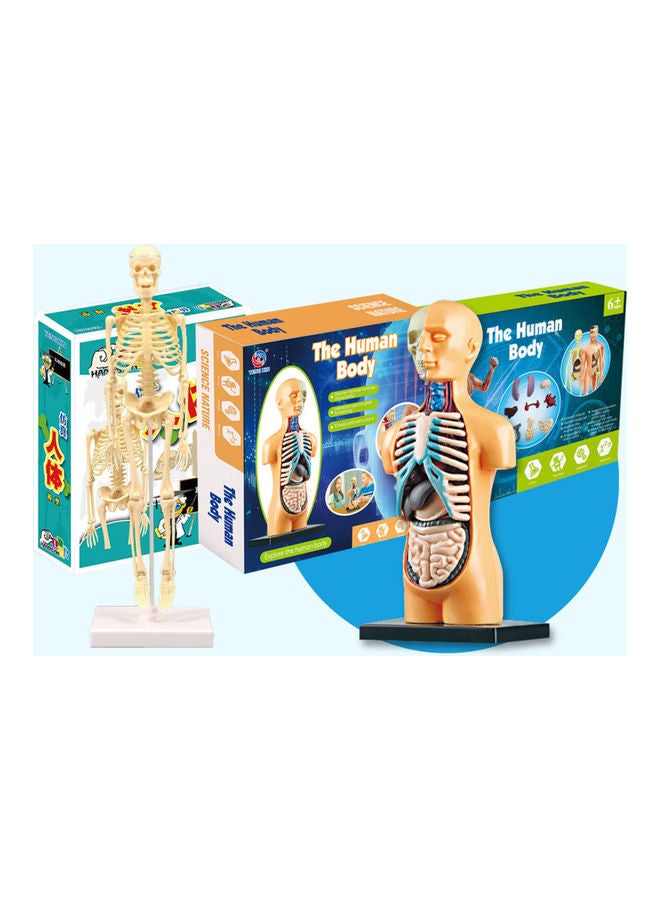 Generic - Human Body Model Organs Simple Assembly Learning Tool Kit Multicolour - Image 1