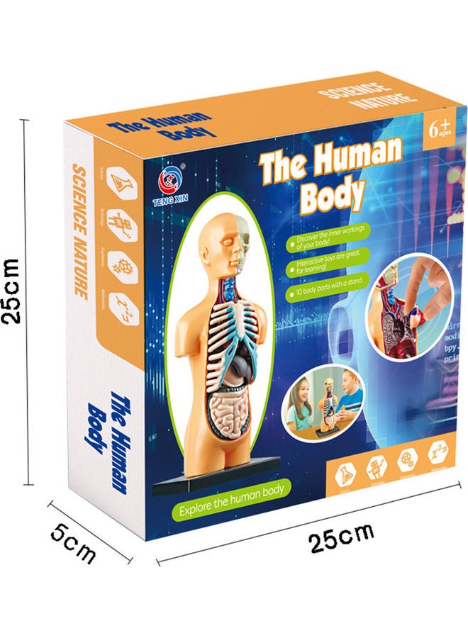 Generic - Human Body Model Organs Simple Assembly Learning Tool Kit Multicolour - Image 1