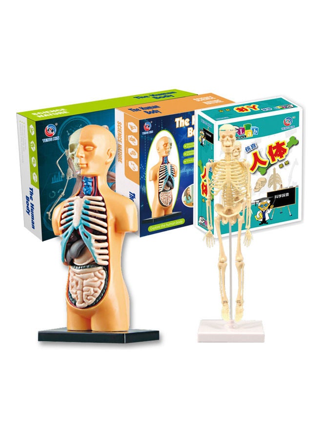 Generic - Human Body Model Organs Simple Assembly Learning Tool Kit Multicolour - Image 1