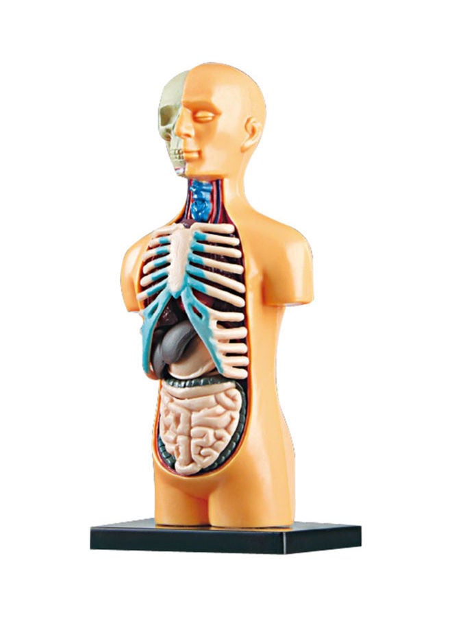 Generic - Human Body Model Organs Simple Assembly Learning Tool Kit Multicolour - Image 1