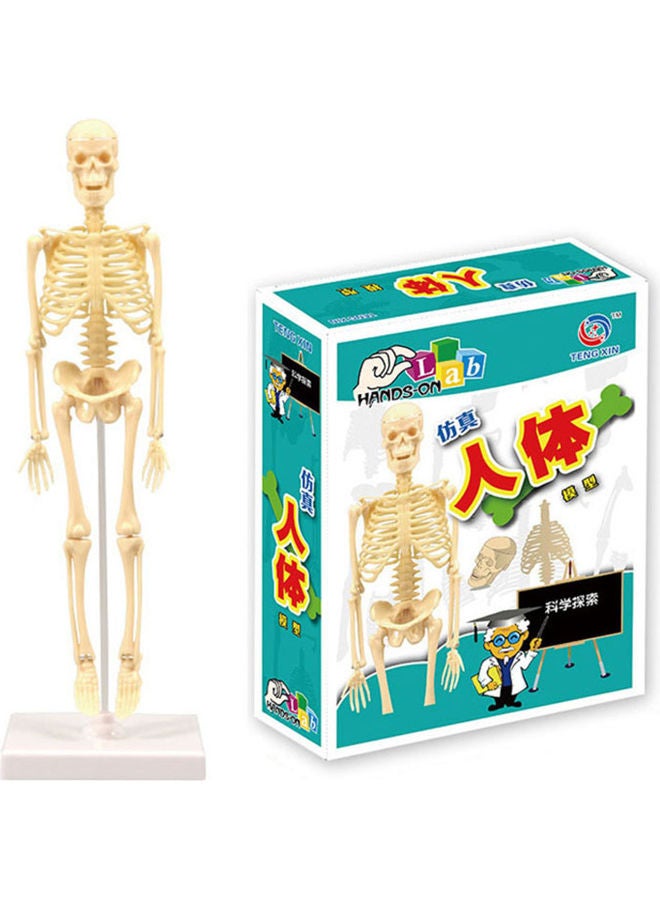 Generic Human Body Model Skeleton Simple Assembly Learning Tool Kit ...