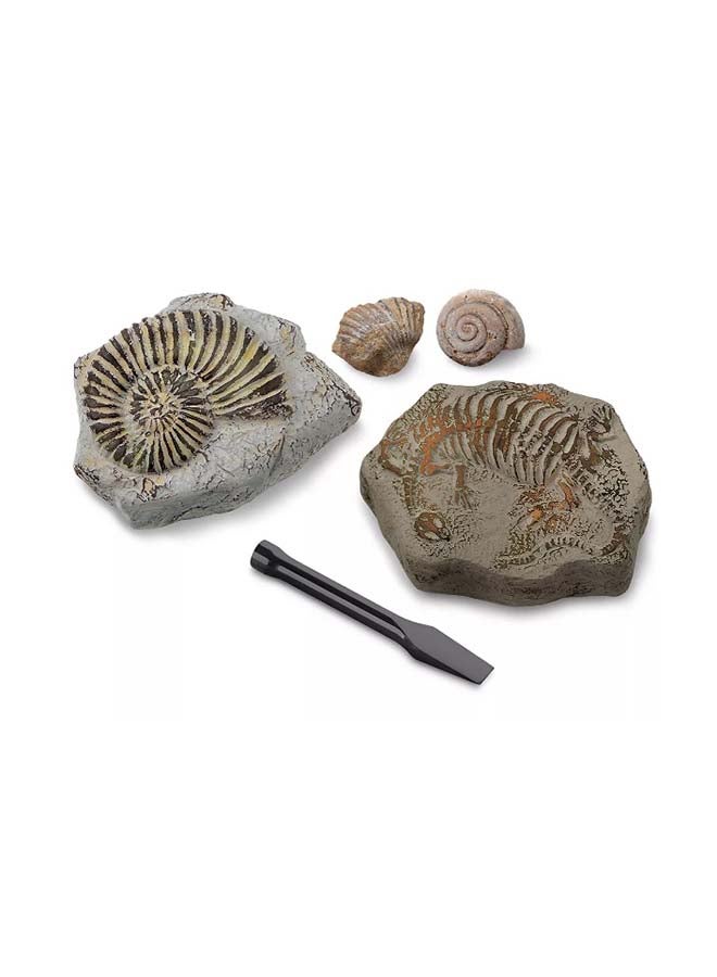 Discovery - Toy Excavation Kit Mini Fossil 2PC ‎22.86 x 22.86 x 7.11cm - Image 1