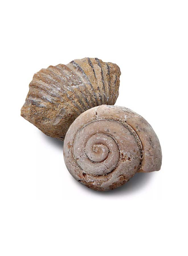 Discovery - Toy Excavation Kit Mini Fossil 2PC ‎22.86 x 22.86 x 7.11cm - Image 1