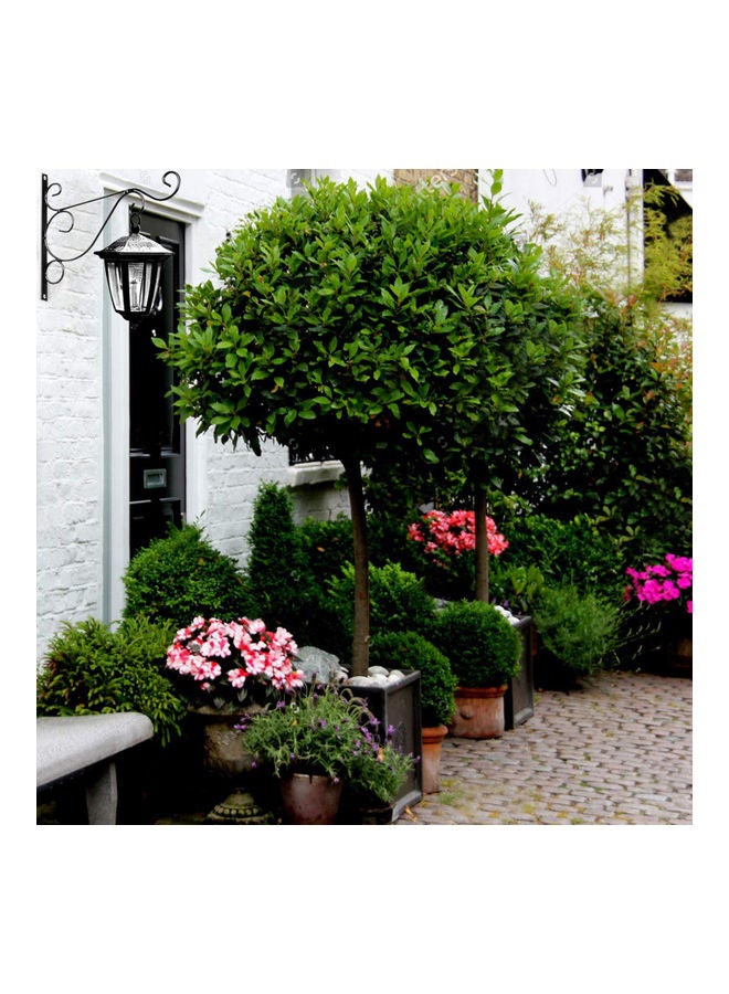 حامل بخطاف للتعليق في الأماكن الخارجية من قطعتين للنباتات والطائر وفانوس وفانوس الرياح أسود 25.00 x 3.00 x 20.00سم - Image 5