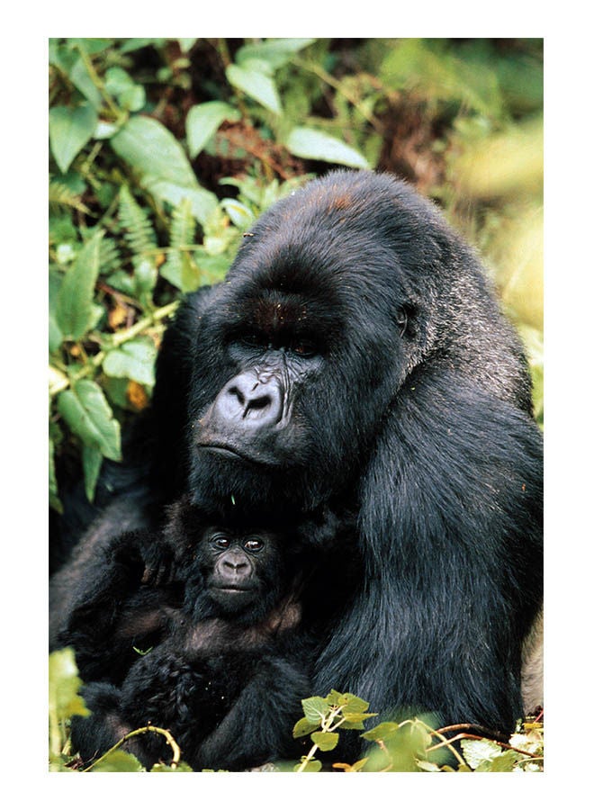 توماكس لعبة أحجية قطع تركيب بطبعة غوريلا من 1000 قطعة 50x75سم