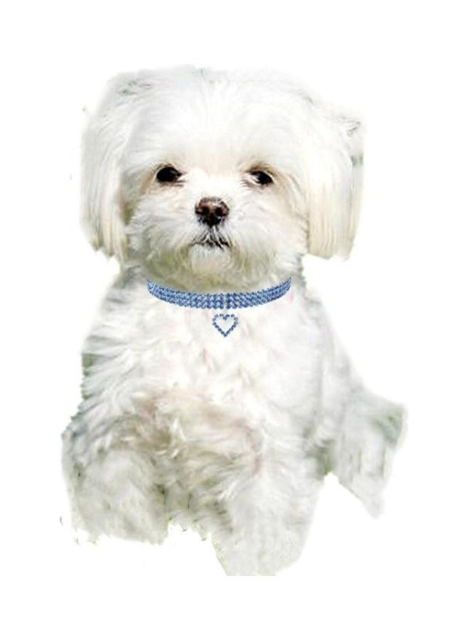بي جي إم 2-Piece Elastic Pet Collars Blue - Image 3