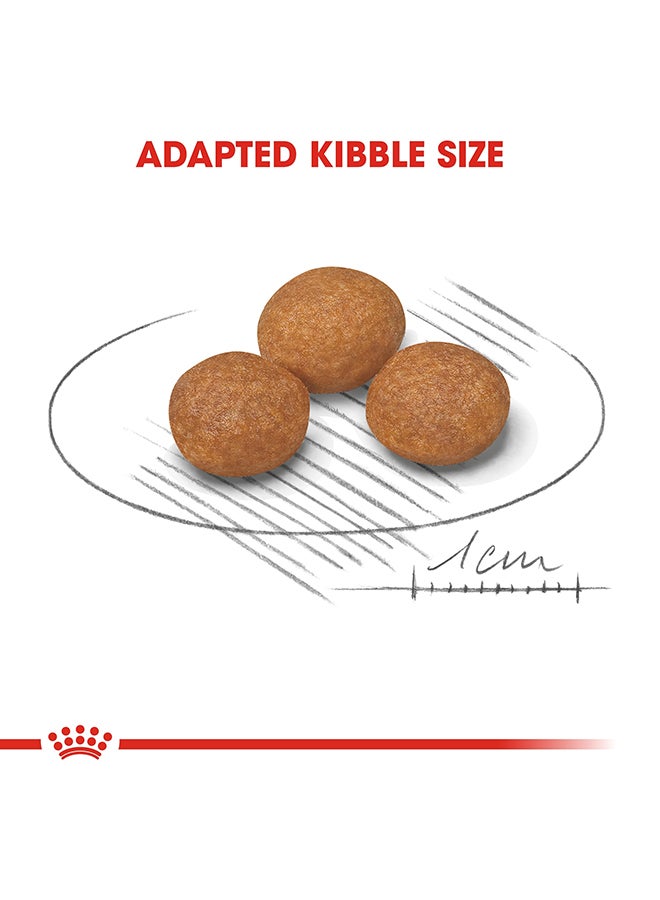 رويال كانين طعام صحي لقطط Xs البالغة من عمر 8 أشهر فأكثر 1.5كيلوجرام - Image 3