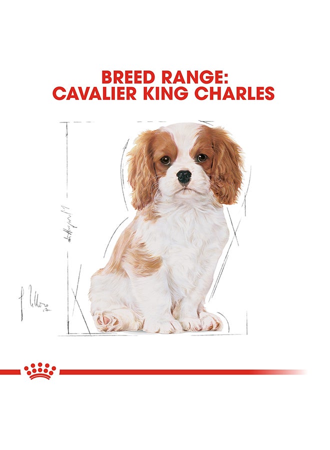 ROYAL CANIN Breed Health Nutrition Cavalier King Charles Puppy 1.5kg  - Image 5