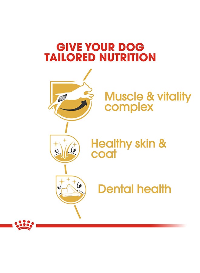 رويال كانين غذاء صحي للكلاب الكبيرة من فصيلة جاك راسل 1.5كيلوجرام - Image 4