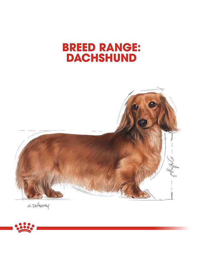 رويال كانين غذاء صحي لنسل داتشند- الكبار 1.5كيلوجرام - Image 5