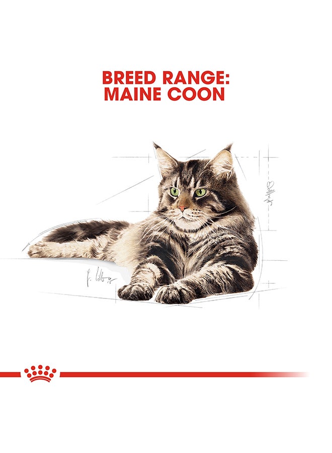 رويال كانين طعام قطط مخصص للقطط البالغة من سلالة ماين كون - 2 كجم - Image 5