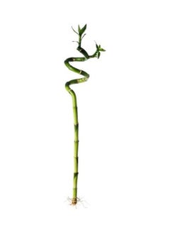 Generic Spiral Lucky bamboo Plant Green 45cm  - Image 1