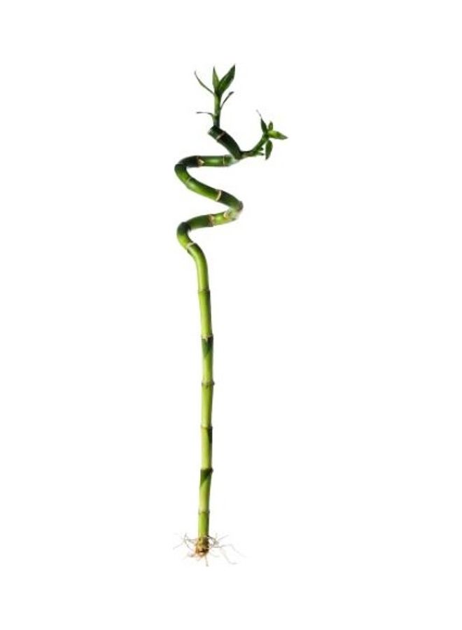 Generic Spiral Lucky bamboo Plant Green 45cm - Image 1