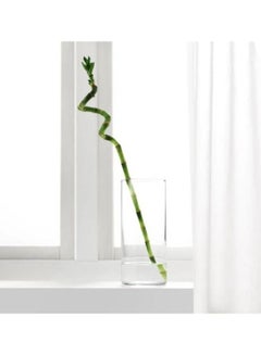 Generic Spiral Lucky bamboo Plant Green 45cm  - Image 3