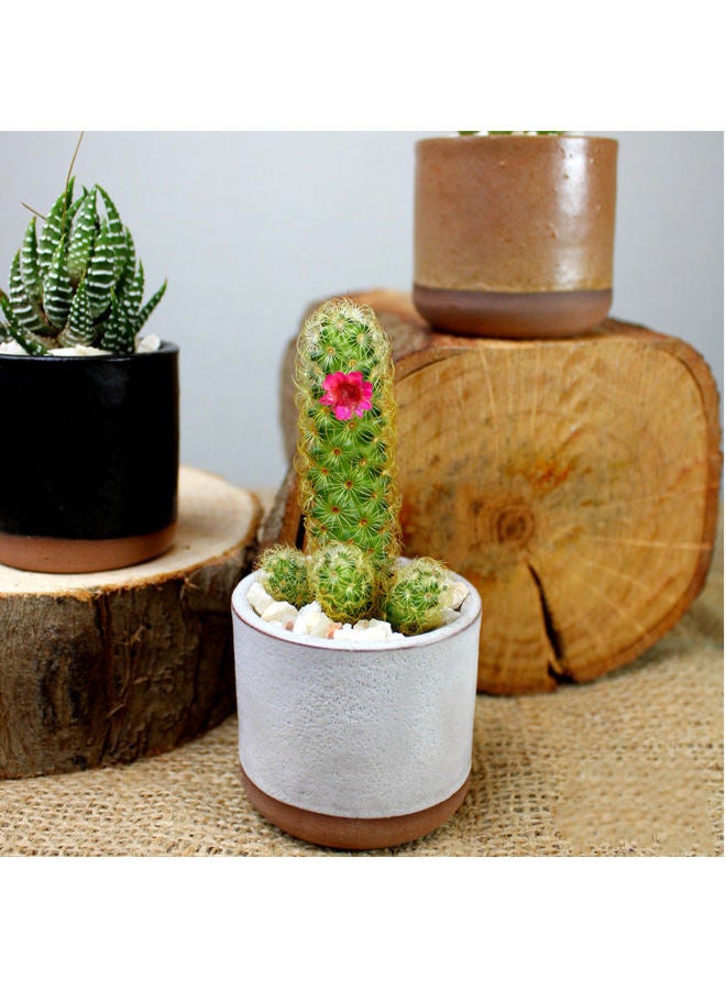 أصيص صغير من البورسلين لزراعة الصبار رمادي 9x5سم