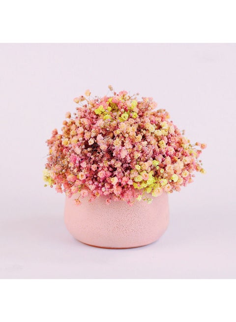 Preserved Natural Baby Flower Pot Pink 10x10cm