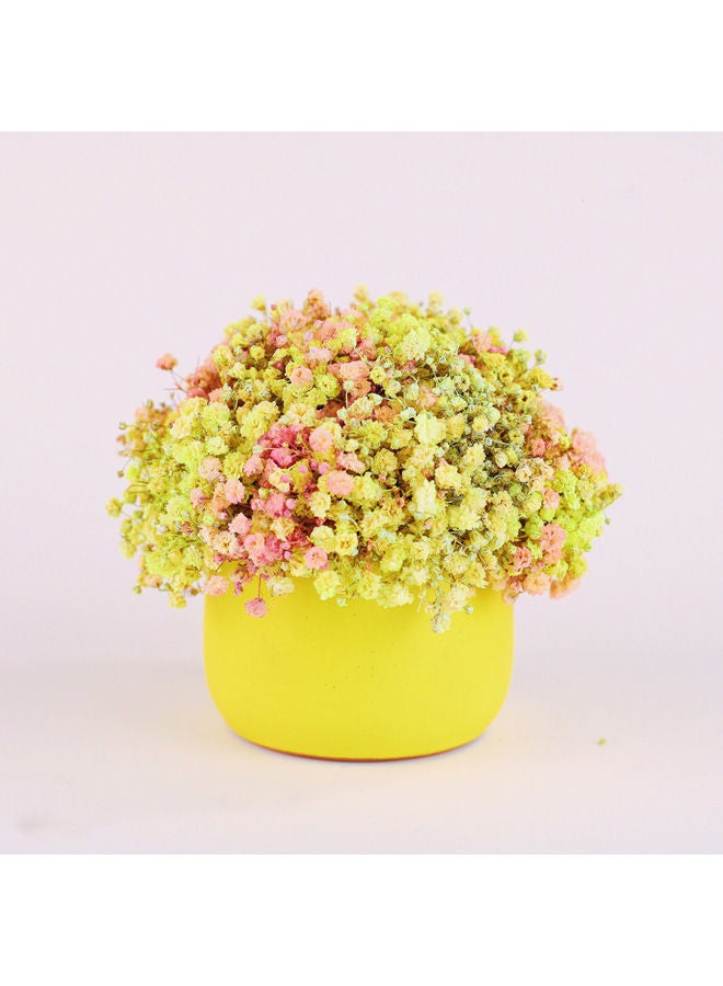 Preserved Natural Baby Flower Pot Yellow 10x10cm
