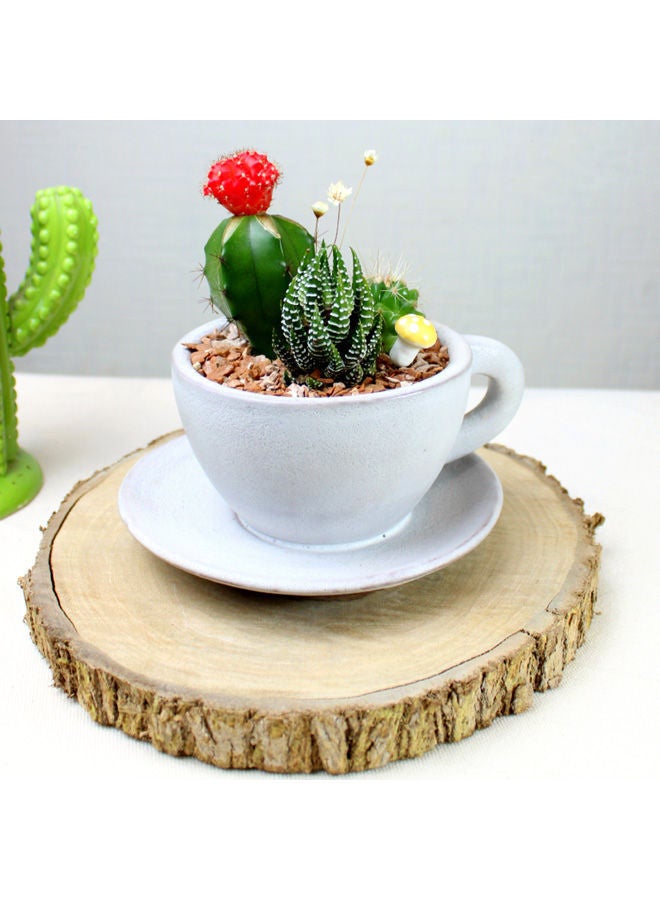 Natural Cactus Porcalin  Pot Light Gray 18x13cm