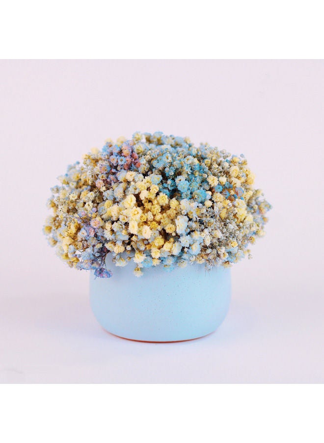 Preserved Natural Baby Flower Pot Blue 10x10cm