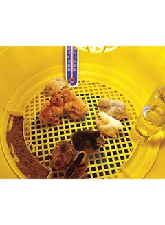 NOVITAL Novital Chicks / Bird Brooder Yellow  - Image 3